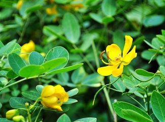 花生葉面肥