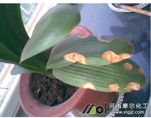 君子蘭葉面肥使用方法