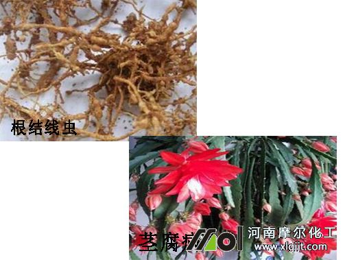 令箭荷花常見病害
