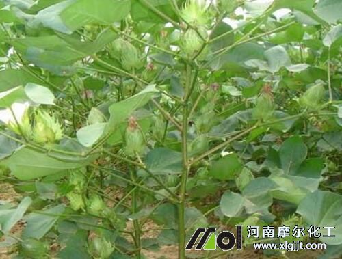 棉花種植追肥