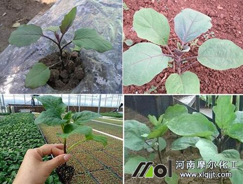 茄子花前追肥