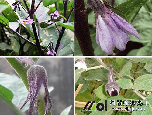 茄子結果追肥