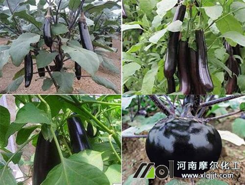 茄子膨大追肥