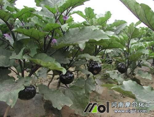 茄子追肥時間