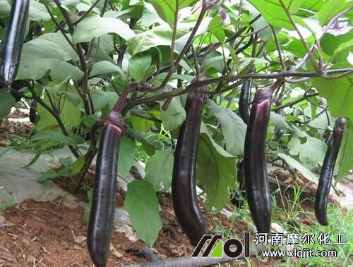 茄子葉面肥使用指南