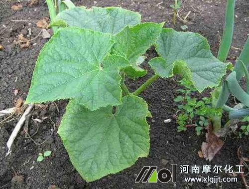 黃瓜苗期噴施葉面肥