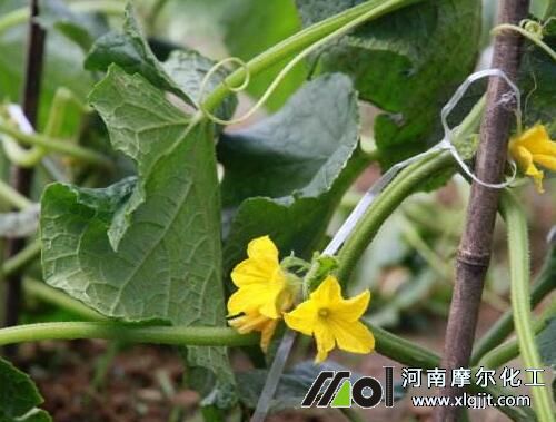 黃瓜結瓜噴施葉面肥