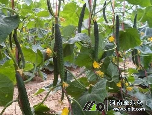 黃瓜采瓜噴施葉面肥