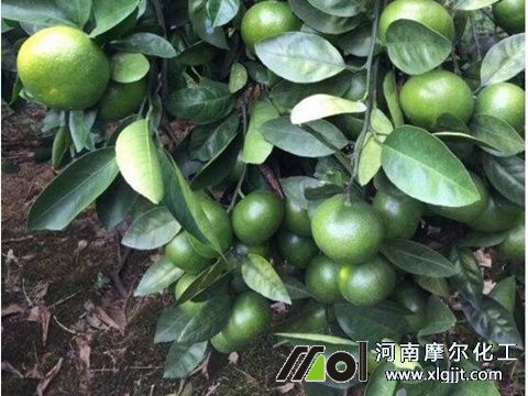 植物精油效果