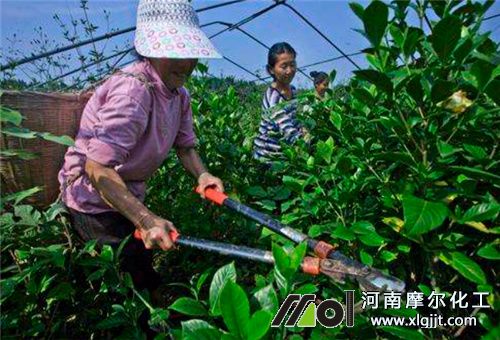 肥料過量修剪枝葉
