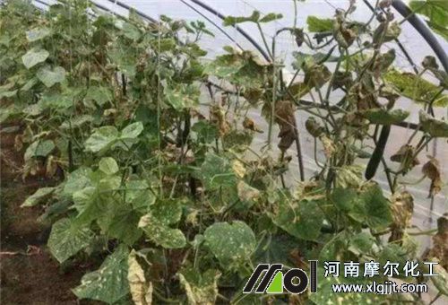 葉面肥過量枝葉枯黃