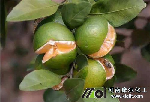 葉面肥過量落花裂果