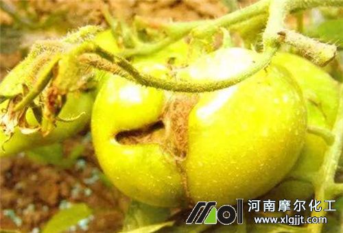 葉面肥過量發育不良