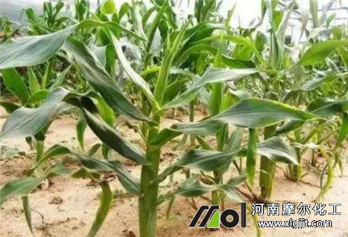 葉面肥過量抑制生長