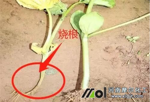 葉面肥過量表現