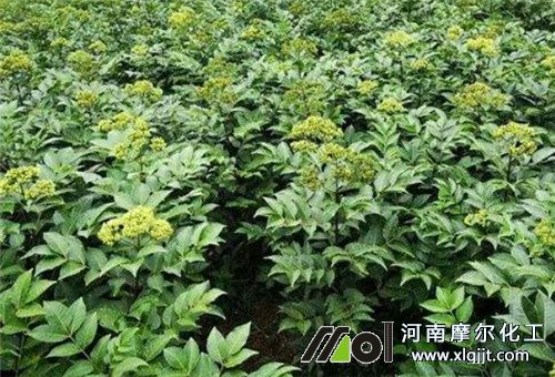藥材中期噴施葉面肥