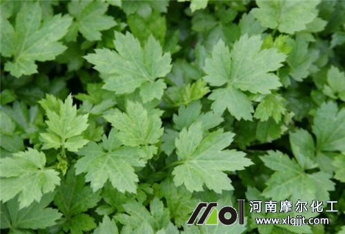 藥材苗噴施時(shí)間