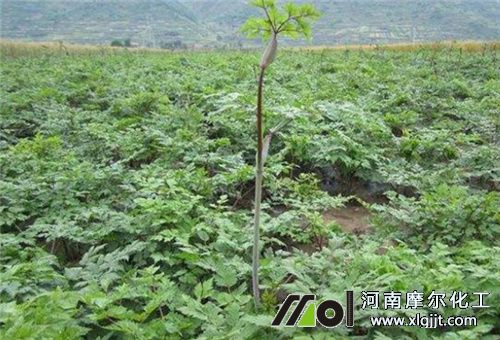 中藥材葉面肥選擇
