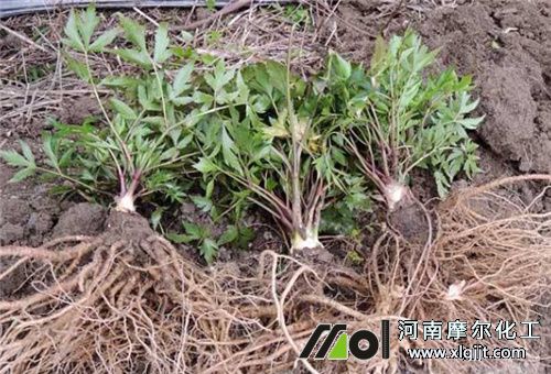 中藥材葉面肥選擇