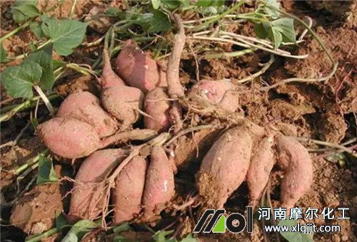 番薯需肥規律