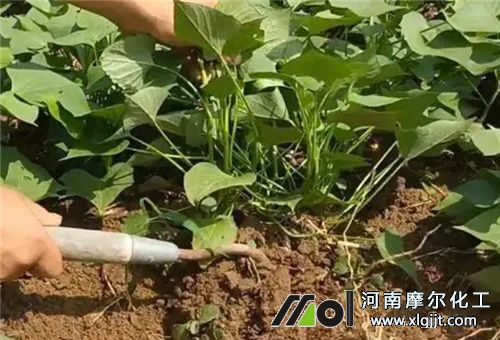 甘薯需肥規律