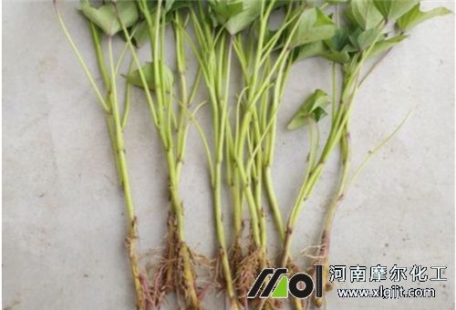 地瓜苗需肥規律