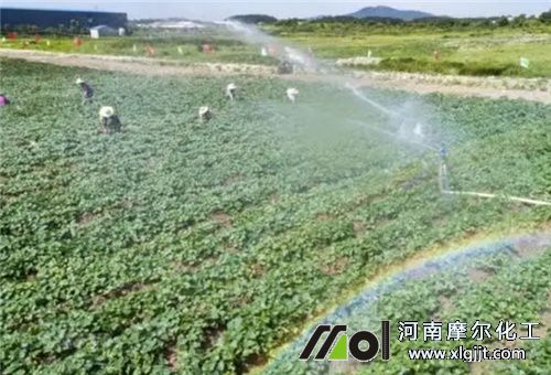甘薯葉面噴施 