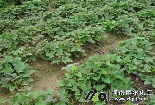 紅薯噴啥葉面肥增產